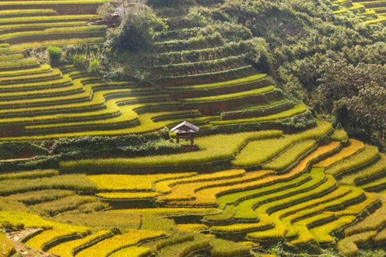 Tegallalang Rice Terrace, Ubud