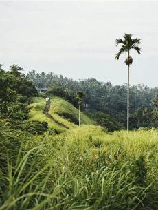 Lush green garden boutique cottages Ubud Bali