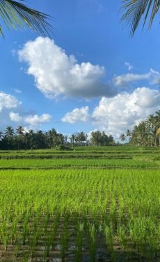 Rice field view from budget hotel terrace in Tegallalang